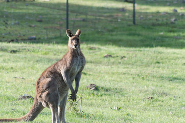 Male Kangaroo in a field