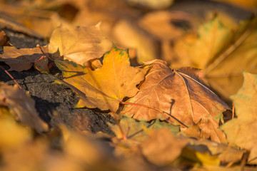 Beautiful, yellow maple tree leaves fallen on the ground in autumn. Vibrant colors and shallow deapth of field. Fall scenery in Riga, Latvia.