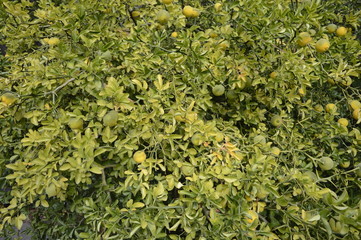 Closeup Trifoliate orange or Poncirus trifoliata at fall garden