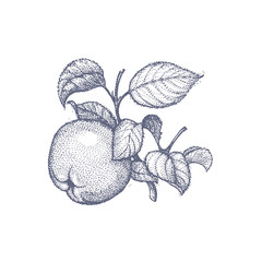 Stippling botanical illustration of apple tree leaves