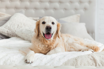 Golden retriever puppy dog in luxurious bright colors classic eclectic style bedroom with king-size...