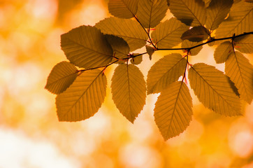 Autumn leaves on the sun and blurred trees .