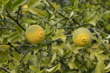 Closeup Trifoliate orange or Poncirus trifoliata at fall garden