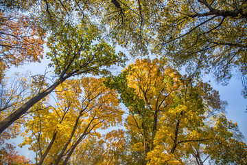 A beautiful autumn trees shot from street level against the sky. Beautiful fall patterns and colors in Riga, Latvia.