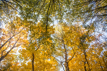 A beautiful autumn trees shot from street level against the sky. Beautiful fall patterns and colors in Riga, Latvia.