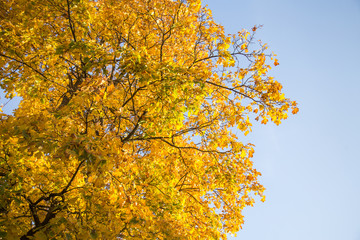 A beautiful autumn trees shot from street level against the sky. Beautiful fall patterns and colors in Riga, Latvia.