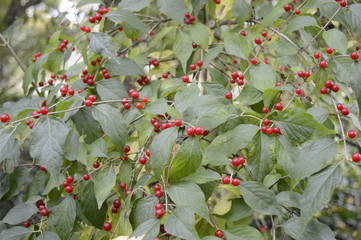 Closeup amur honeysuckle or Lonicera maacki with small red fruits with blurred background at garden