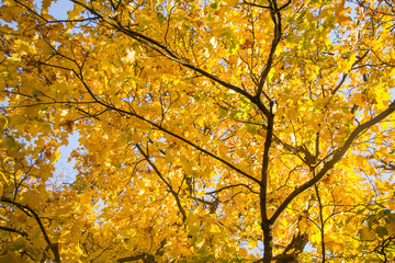 A beautiful autumn trees shot from street level against the sky. Beautiful fall patterns and colors in Riga, Latvia.
