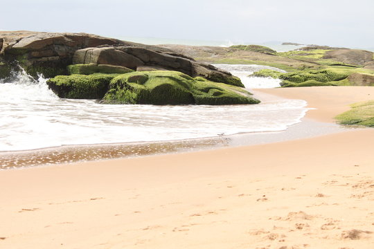 casal de passarinhos passeando na praia