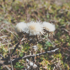 Prickly field plant similar to dandelion close up. Dried seed boxes