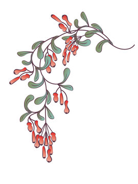 Branch of barberis