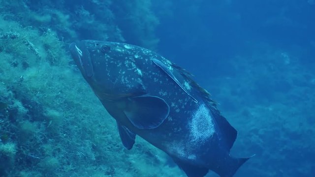 4K Swimming Dusky Grouper
