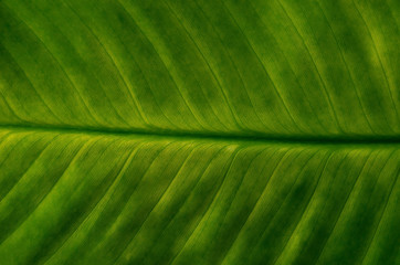 Green leaf background
