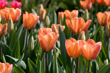 Soft toned colored tulips