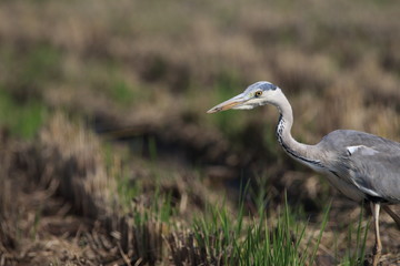アオサギ　ペリカン目サギ科アオサギ属