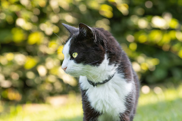 Schwarz weiße Hauskatze schaut sich aufmerksam um