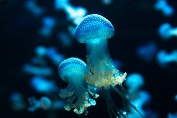 Naklejka premium scena dzikiego życia morskiego z małymi meduzami w akwarium