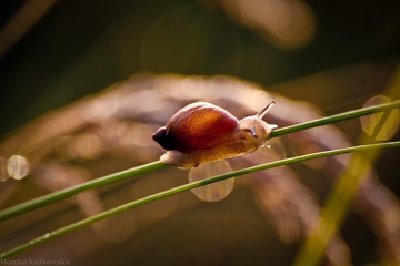 ślimak © fotokutkowska
