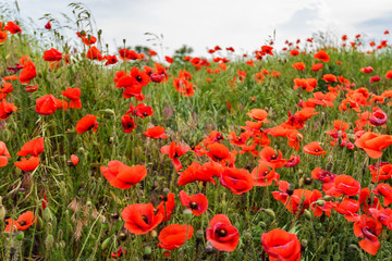 Obraz premium Poppy field with lots of beautiful red flowers