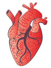 Human heart design