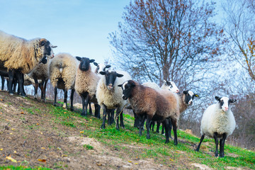 Obraz premium Herd of sheep of breed Suffolk and German merino are grazing on mountain pasture. Carpathians mountains at autumn in western Ukraine.