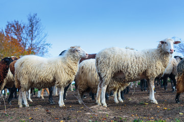Naklejka premium Herd of sheep of breed Suffolk and German merino are grazing on mountain pasture. Carpathians mountains at autumn in western Ukraine.
