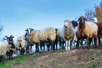 Obraz premium Herd of sheep of breed Suffolk and German merino are grazing on mountain pasture. Carpathians mountains at autumn in western Ukraine.