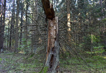 Broken dry wood in the woods.