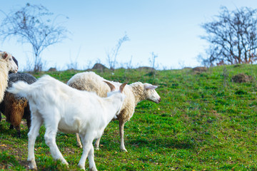 Obraz premium Herd of sheep of breed Suffolk and German merino are grazing on mountain pasture. Carpathians mountains at autumn in western Ukraine.