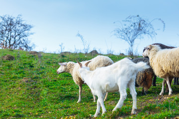 Obraz premium Herd of sheep of breed Suffolk and German merino are grazing on mountain pasture. Carpathians mountains at autumn in western Ukraine.
