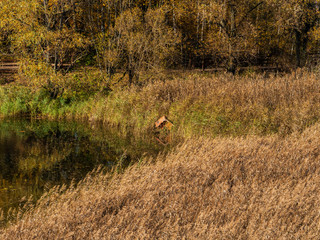 By the autumn pond