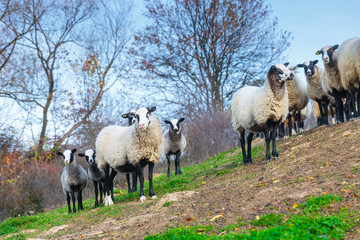 Plakat Herd of sheep of breed Suffolk and German merino are grazing on mountain pasture. Carpathians mountains at autumn in western Ukraine.