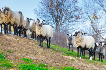 Fototapeta na wymiar Herd of sheep of breed Suffolk and German merino are grazing on mountain pasture. Carpathians mountains at autumn in western Ukraine.