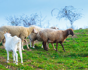 Fototapeta premium Herd of sheep of breed Suffolk and German merino are grazing on mountain pasture. Carpathians mountains at autumn in western Ukraine.