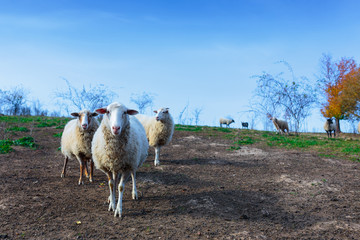 Obraz premium Herd of sheep of breed Suffolk and German merino are grazing on mountain pasture. Carpathians mountains at autumn in western Ukraine.