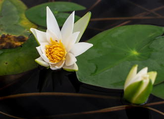 Nice lotus flower in pond