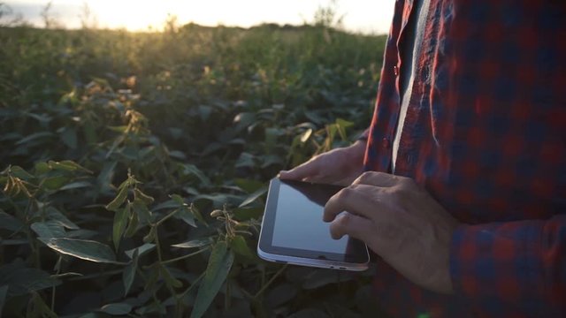 Farmer uses a tablet computer on a soy field