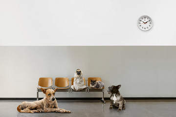 waiting room with chairs, clock and group of sitting animals
