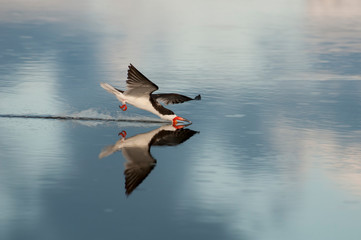 Skimmer