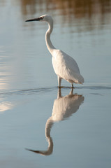 Reddish Egret White Morph