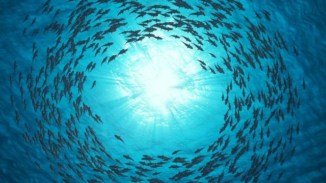 School Of Fish.Sharks swim in a circle.