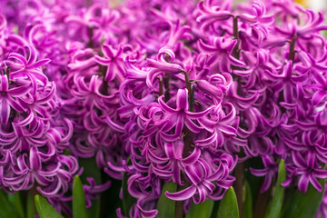 pretty hyacinth flowers composition, cheerful spring bouquet made by florist