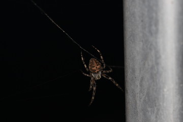 Kreuzspinne 03
