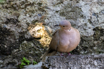 Taube 5