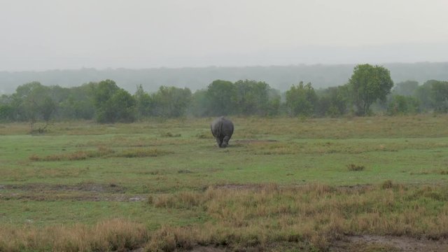 Adult African Rhino Goes Into The Bushes From The Field Because Of Heavy Rain