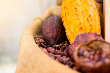 Cocoa Beans and Cocoa Fruits on Sack and wooden bucket.