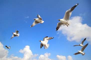 Fototapeta premium Flock of seagulls flying over the sea.