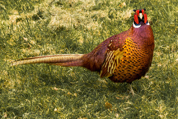 pheasant in the grass