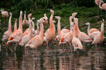 Fototapeta na wymiar group of pink flamingos