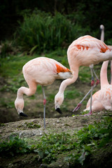 Feeding Flamingos